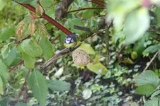 vögel3.webp vögel3.webp