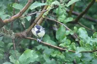 vögel4.webp vögel4.webp