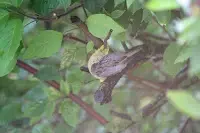 vögel5.webp vögel5.webp