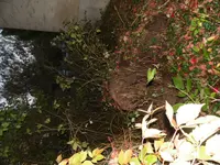 SAM_3161.webp