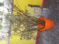 SAM_3191.webp