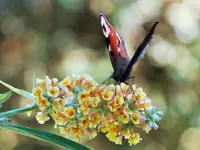 DSCF0377 (2).webp