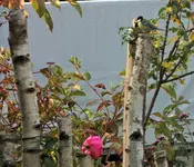 DSCF0444 (2).webp