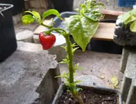 Red Skorpion 1,0L.webp
