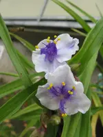 dreimaster_576x768.webp