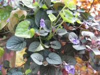 veilchen_1024x768.webp