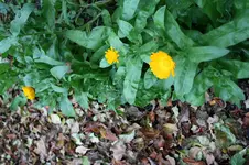 laub1.webp laub1.webp