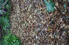 laub2.webp laub2.webp