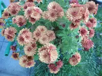 P1020138chrisa.webp