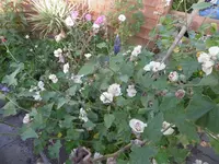P1020137malve.webp