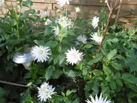 P1020136dahlie.webp