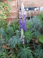 P1020134lupinie.webp