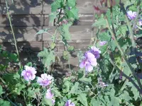 P1020133malve.webp