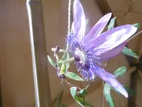 P1020130passi.webp