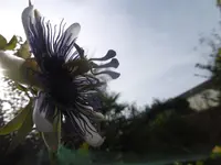 P1020129passi.webp