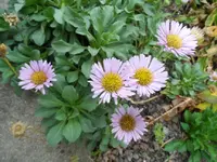 SAM_9105.webp