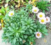SAM_9104.webp