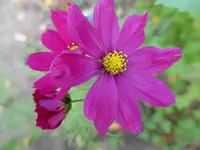 P1010843.webp