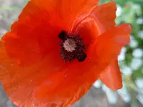P1010849.webp