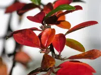 image001.webp