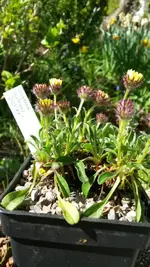 Erigeron.webp