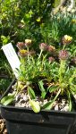 Erigeron.jpg