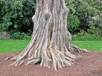 Nelson Queensgarden (4) - Copy.webp