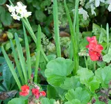 Narzisse Geranium.webp