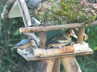 DSCF0487 (2).webp