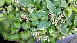 IMG_20171019_175910.webp