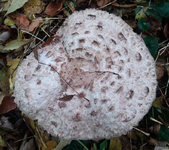 parasol02.webp