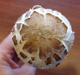 parasol03.webp