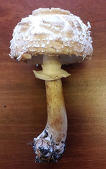 parasol04.webp