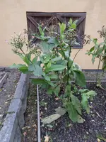 SAM_7283.webp