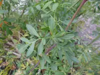 SAM_7288.webp