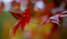 _MG_9641.webp