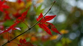 _MG_9640.webp