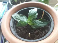 Steinpilzbaum.webp
