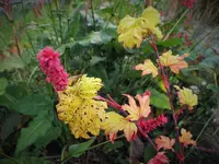 DSCF0455 (2).webp
