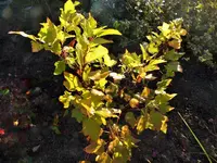 DSCF0343 (2).webp