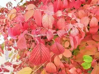 DSCI2189 (1).webp