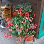 171022      Begonien Ausdauer.webp