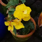 171022   Begonien suchen Wärme.webp