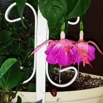 171022 Fuchsienampel.jpg