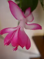 P1010856.webp