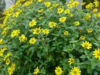 P1010860.webp