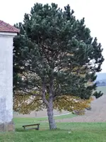 Wunderbaum.webp