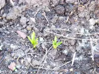 100_6231.webp