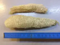 2017-10-24 Luffa3.webp