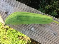 2017-10-24 Luffa1.webp